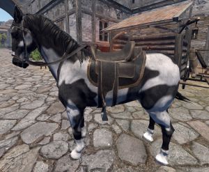 Caballo blanco y negro con melena negra