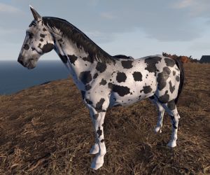 Caballo blanco con motas negras